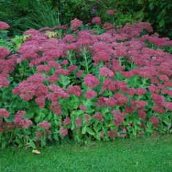 Hylotelephium spectabile 'Brilliant' (Brilliant Stonecrop) aka Sedum spectabile 'Brilliant'