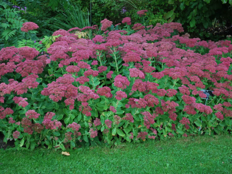 Hylotelephium spectabile 'Brilliant' (Brilliant Stonecrop) aka Sedum spectabile 'Brilliant'