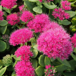Hylotelephium spectabile 'Brilliant' (Brilliant Stonecrop) aka Sedum spectabile 'Brilliant'