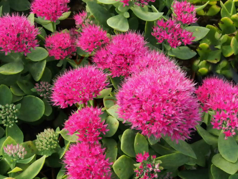 Hylotelephium spectabile 'Brilliant' (Brilliant Stonecrop) aka Sedum spectabile 'Brilliant'