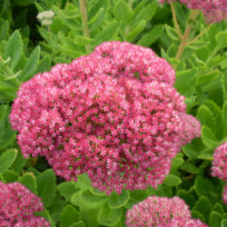 Hylotelephium spectabile 'Brilliant' (Brilliant Stonecrop) aka Sedum spectabile 'Brilliant'