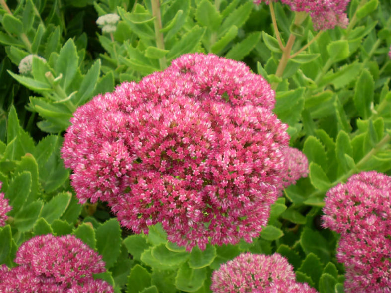 Hylotelephium spectabile 'Brilliant' (Brilliant Stonecrop) aka Sedum spectabile 'Brilliant'