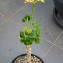 Jatropha podagrica 'Yellow Flowers' (Yellow Jatropha)