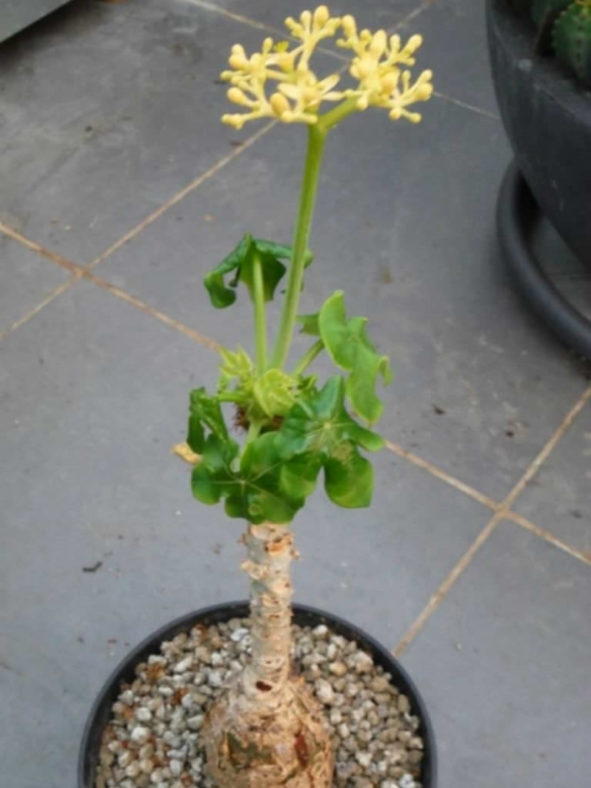 Jatropha podagrica 'Yellow Flowers' (Yellow Jatropha)