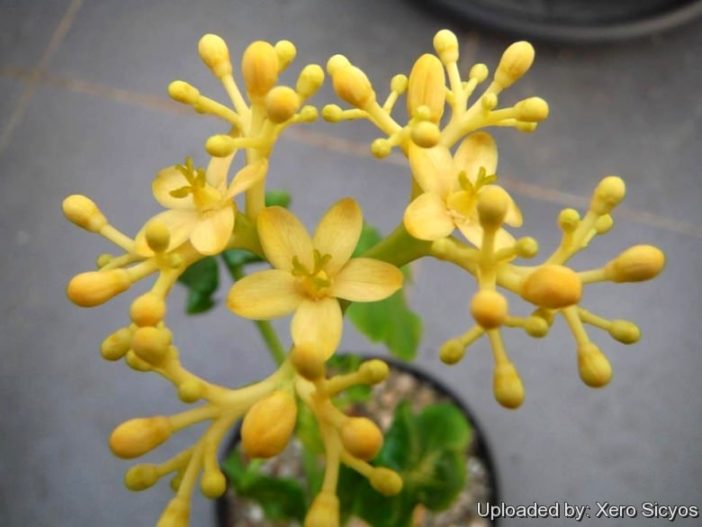 Jatropha podagrica 'Yellow Flowers' (Yellow Jatropha)