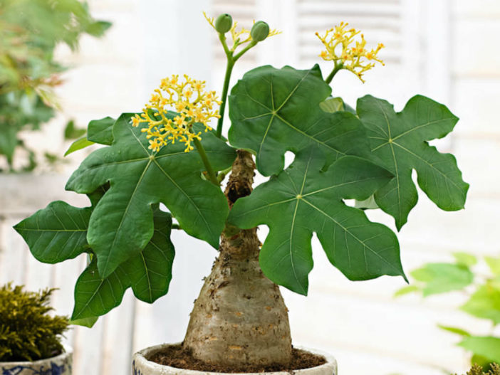 Jatropha podagrica 'Yellow Flowers' (Yellow Jatropha)