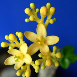 Jatropha podagrica 'Yellow Flowers' (Yellow Jatropha)