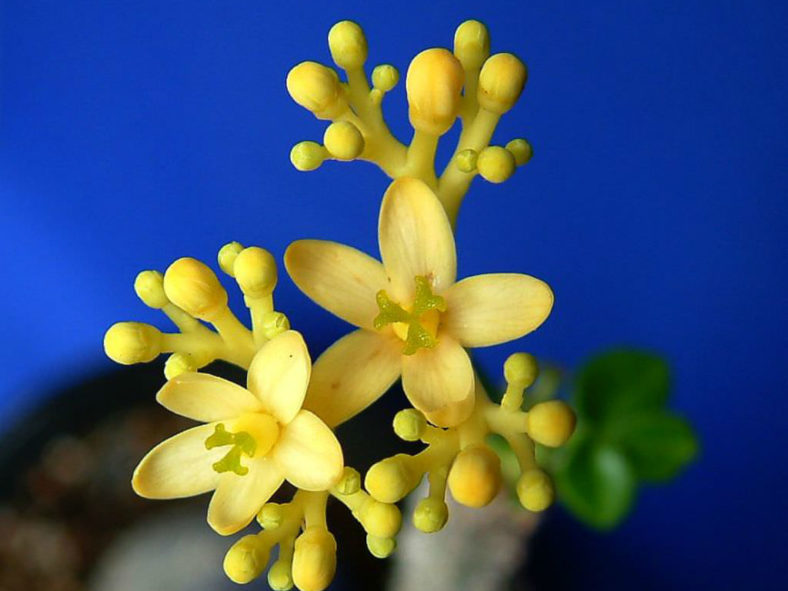 Jatropha podagrica 'Yellow Flowers' (Yellow Jatropha)