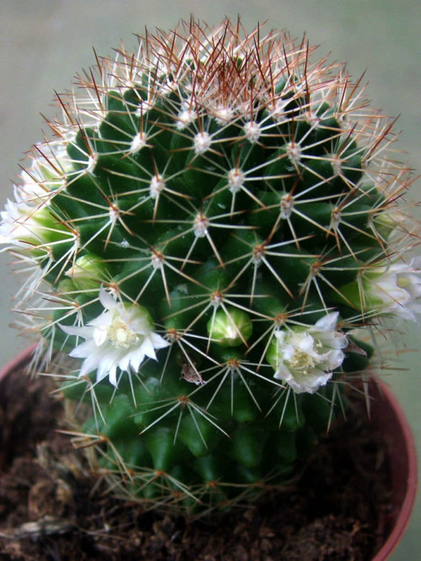 Mammillaria backebergiana 'Albiflora'