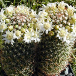 Mammillaria backebergiana f. albiflora