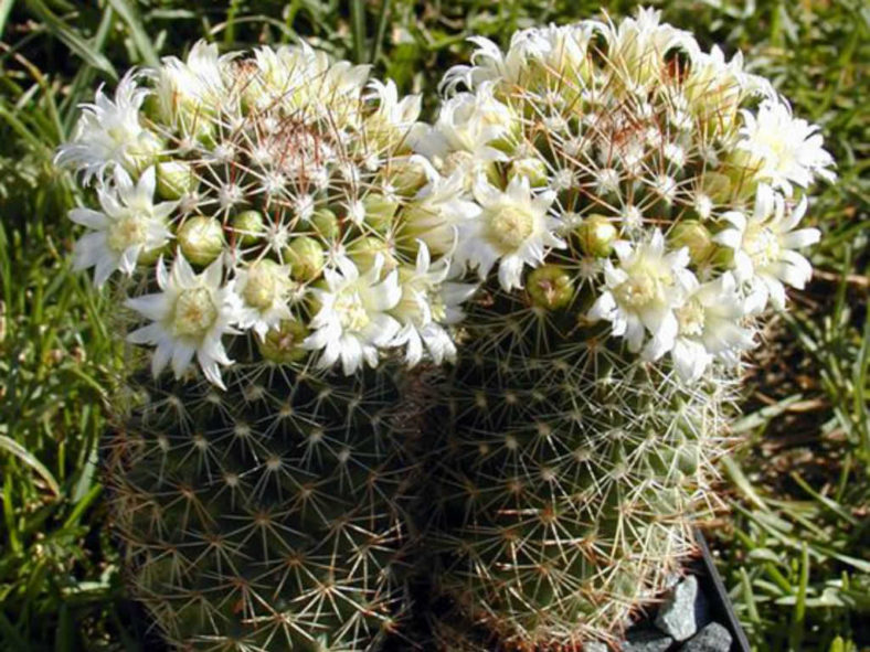 Mammillaria backebergiana 'Albiflora'