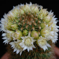 Mammillaria backebergiana f. albiflora