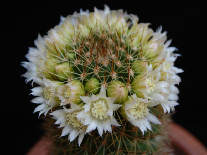 Mammillaria backebergiana 'Albiflora'