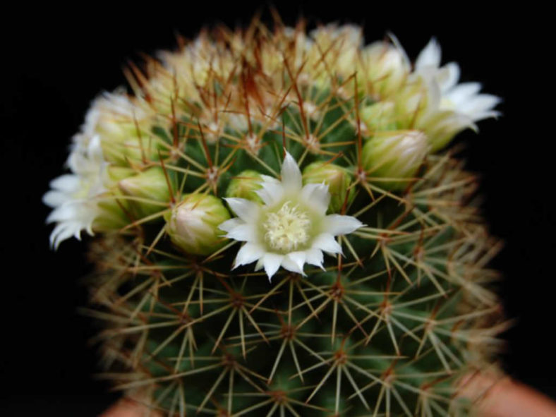 Mammillaria backebergiana f. albiflora