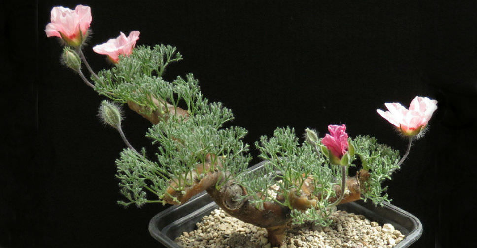monsonia peniculina モンソニア ペニクリナ(サルコカウロン ペニクリナム) 種子5粒 ④