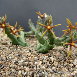 Orbea wissmannii var. eremastrum