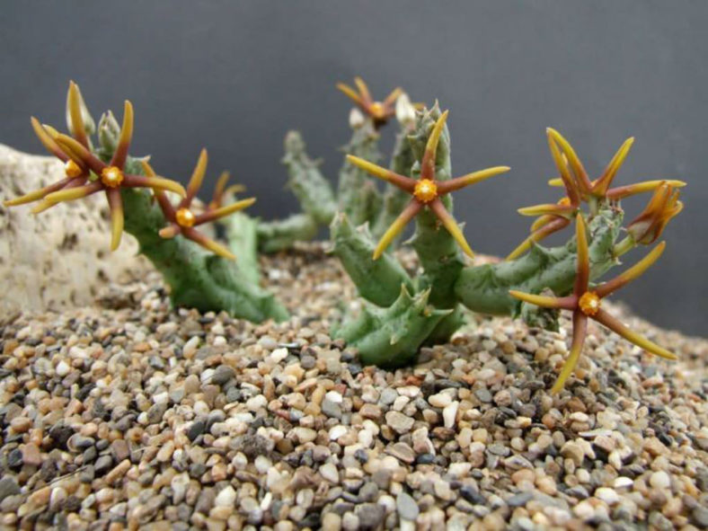 Orbea wissmannii var. eremastrum