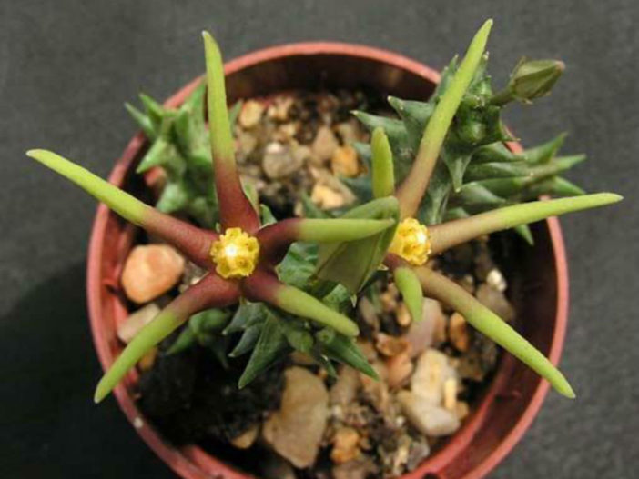 Orbea wissmannii var. eremastrum