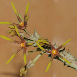 Orbea wissmannii var. eremastrum