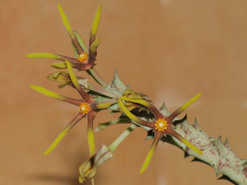 Orbea wissmannii var. eremastrum