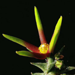 Orbea wissmannii var. eremastrum