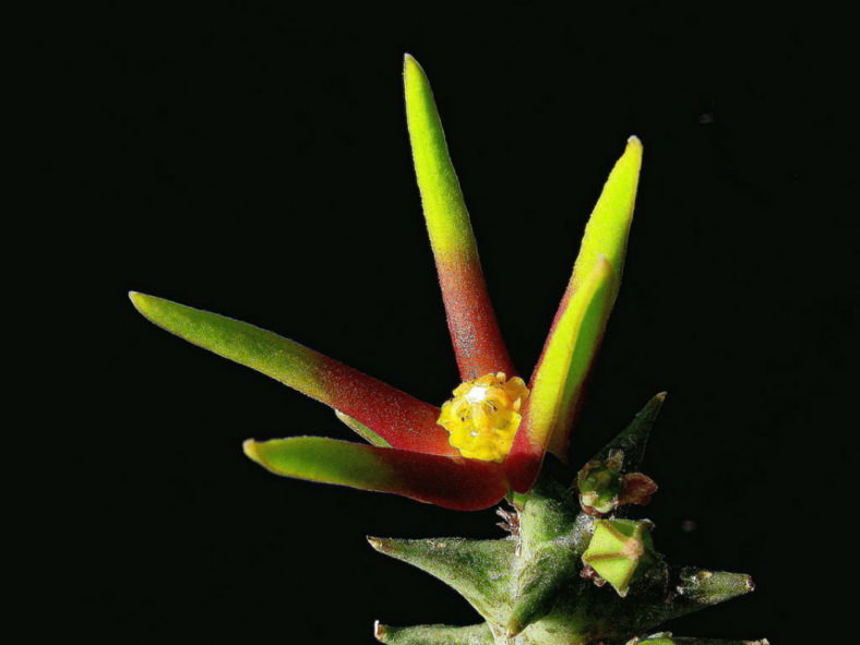 Orbea wissmannii var. eremastrum