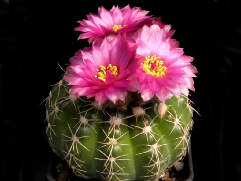 Parodia werneri