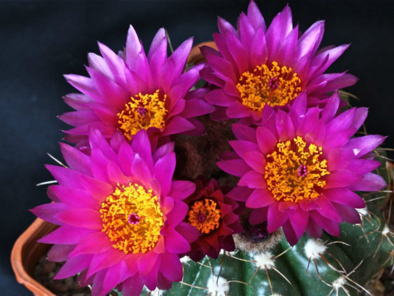Parodia werneri