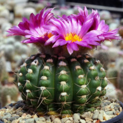 Parodia werneri