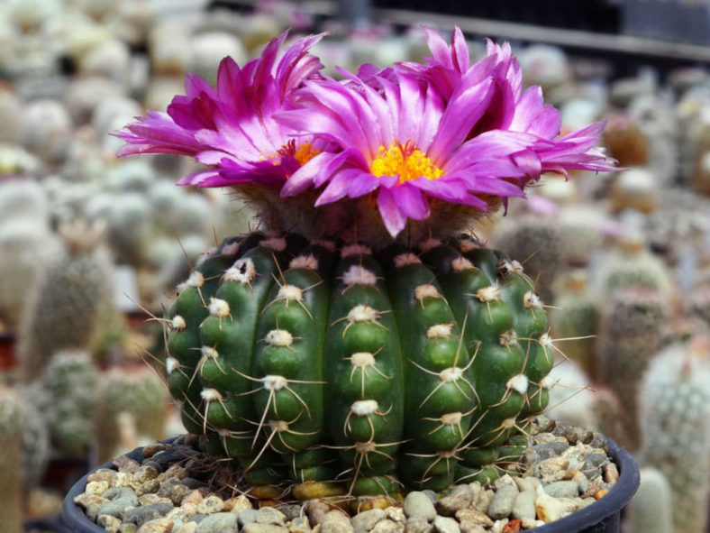 Parodia werneri