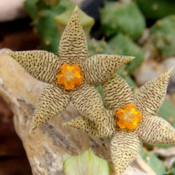 Piaranthus geminatus subsp. decorus