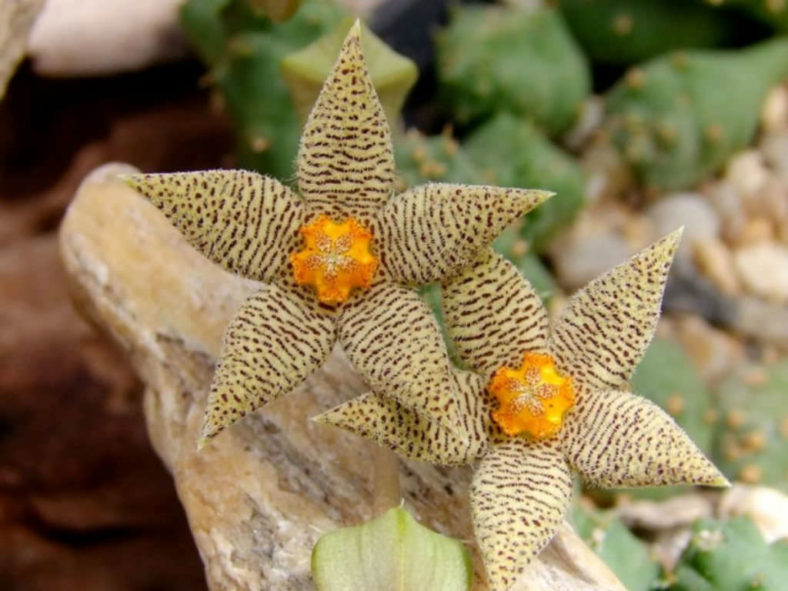 Piaranthus geminatus subsp. decorus