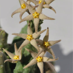 Piaranthus geminatus subsp. decorus