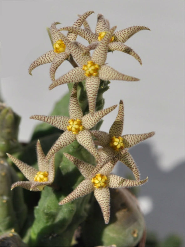 Piaranthus geminatus subsp. decorus