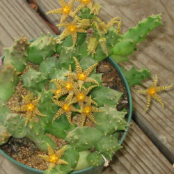 Piaranthus geminatus subsp. decorus