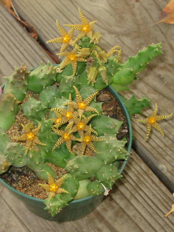 Piaranthus geminatus subsp. decorus