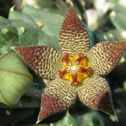 Piaranthus geminatus var. foetidus