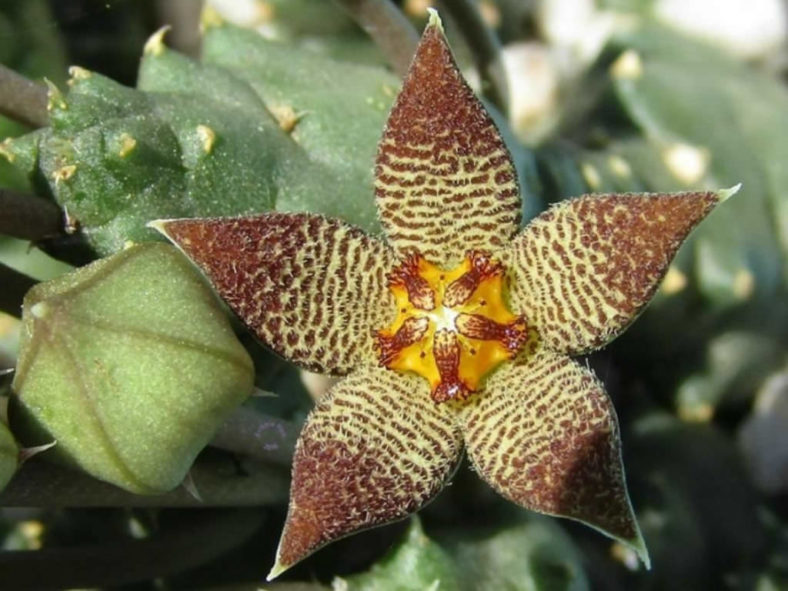 Piaranthus geminatus var. foetidus
