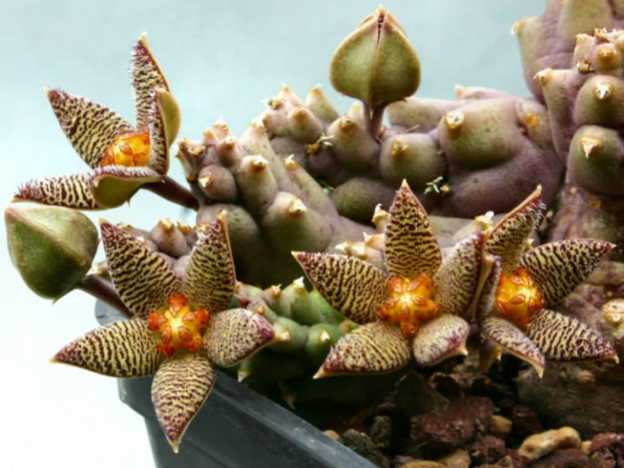 Piaranthus geminatus var. foetidus