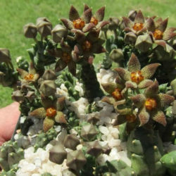 Piaranthus geminatus var. foetidus