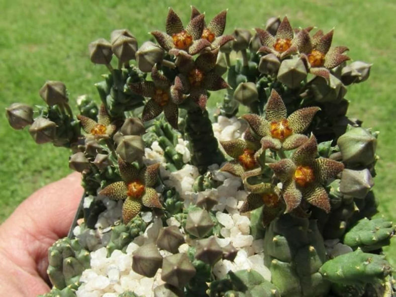 Piaranthus geminatus var. foetidus