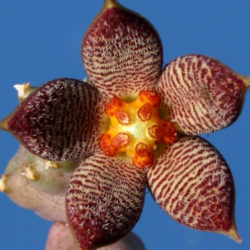 Piaranthus geminatus var. foetidus