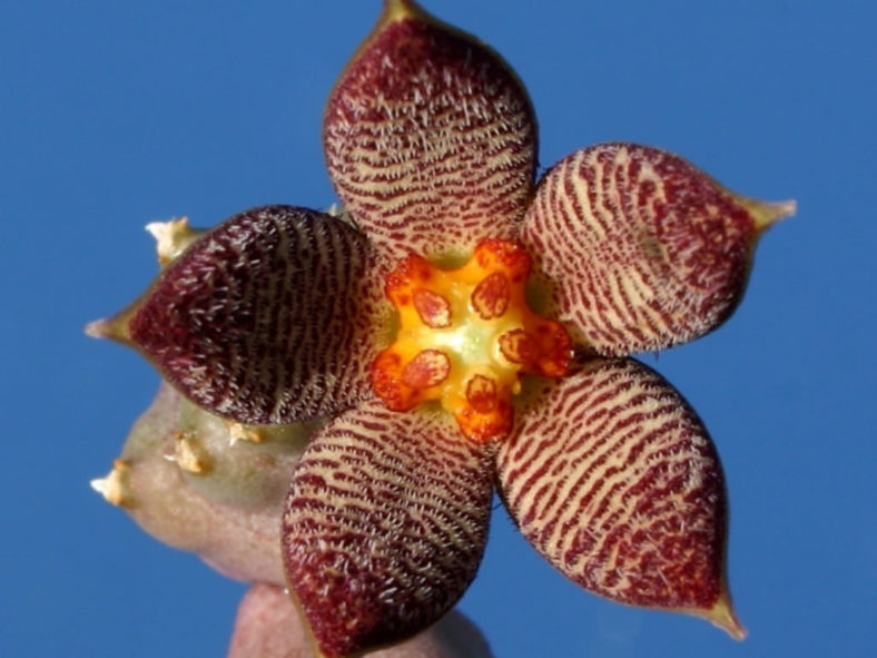 Piaranthus geminatus var. foetidus