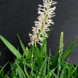 Sansevieria parva - Kenya Hyacinth