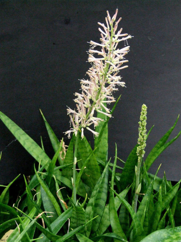 Dracaena parva (Kenya Hyacinth) aka Sansevieria parva