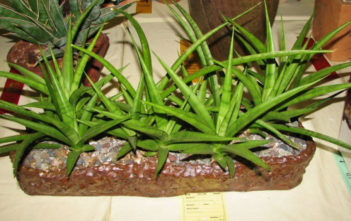 Sansevieria parva (Kenya Hyacinth) Sansevieria parva - Kenya Hyacinth