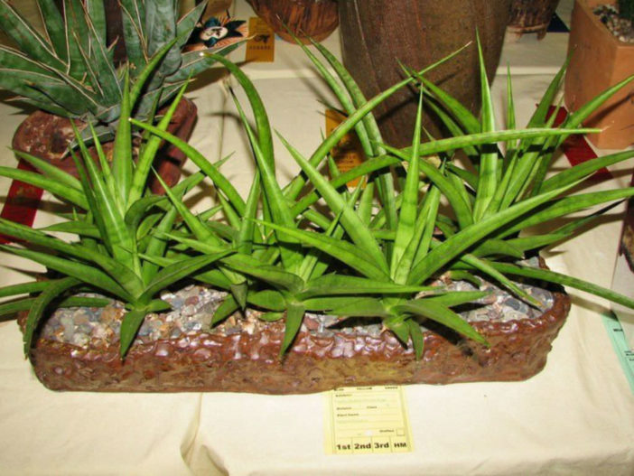 Sansevieria parva (Kenya Hyacinth)