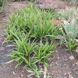 Sansevieria parva - Kenya Hyacinth