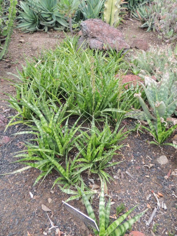 Dracaena parva (Kenya Hyacinth) aka Sansevieria parva
