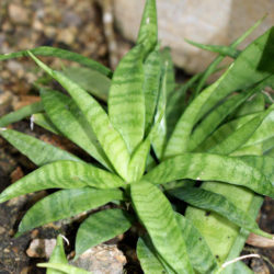 Sansevieria parva - Kenya Hyacinth